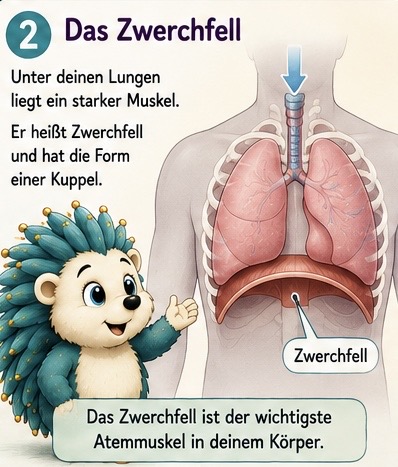 Das Zwerchfell.
Unter deinen Lungen liegt ein starker Muskel. Er heißt Zwerchfell und hat die Form einer Kuppel. Das Zwerchfell ist der wichtigste Atemmuskel in deinem Körper