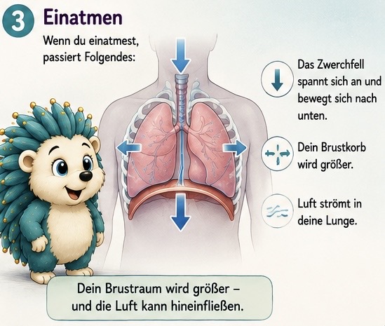 Einatmen.
Wenn du einatmest, passiert folgendes: Das Zwerchfell spannt sich an und bewegt sich nach unten. Dein Brustkorb wird größer.. Luft strömt in deine Lunge.. Dein Brust Traum wird größer und die Luft kann einfließen.
