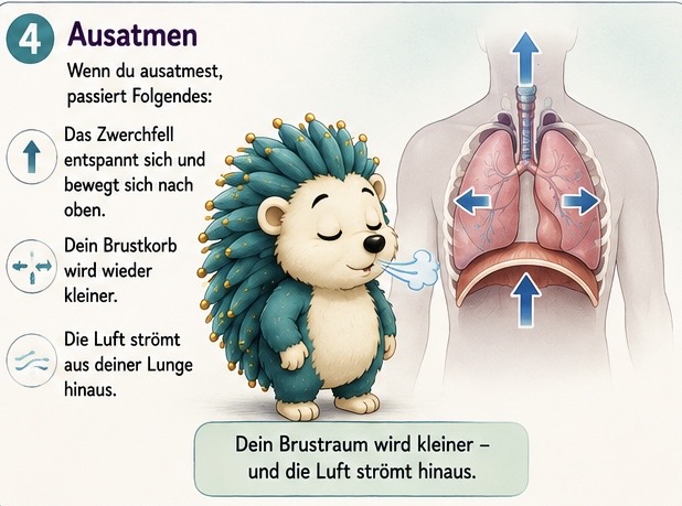Ausatmen wenn du aus atmest, passiert folgendes: das Zwerchfell spannt sich und bewegt sich nach oben. Dein Brustkorb wird wieder kleiner. Die Luft strömt aus deiner Lunge heraus Dein Brust RAUM27 wird kleiner – und die Luft strömt hinaus