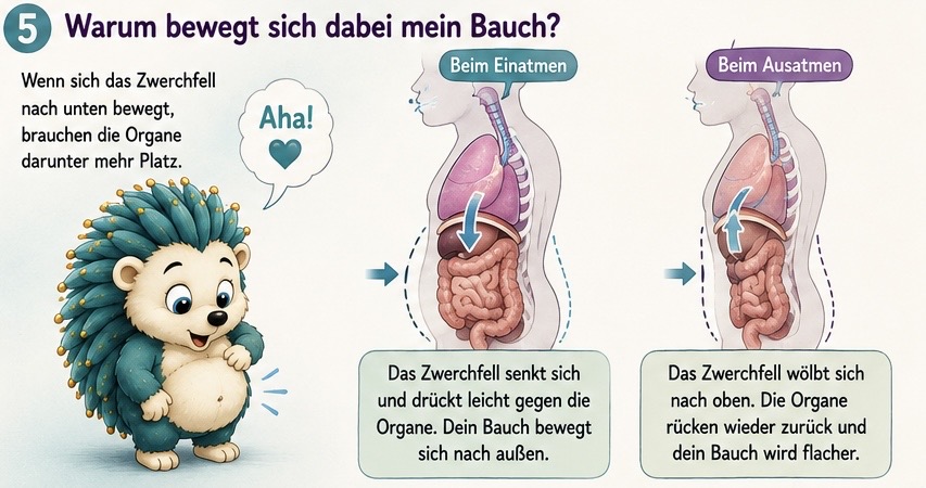 Warum bewegt sich mein Bauch? Wenn Sich das Zwerchfell nach unten bewegt, brauchen die Organe darunter mehr Platz Beim Das Zwerchfell senkt sich und drückt leicht gegen die Organe. Dein Bauch bewegt sich nach außen beim einatmen. Das Zwerchfell wölbt sich nach oben. Die Organe rücken wieder zurück, und dein Bauch wird flacher.