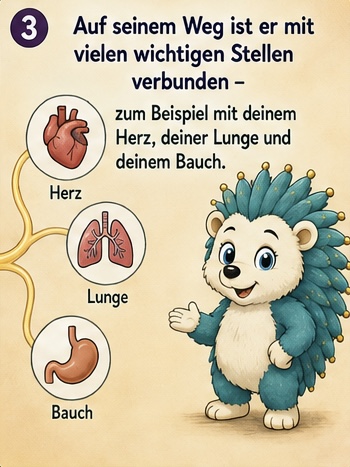 3 auf seinem Weg ist er mit vielen wichtigen Stellen verbunden - 
Zum Beispiel mit deinem Herz, deiner Lunge und deinem Bauch.