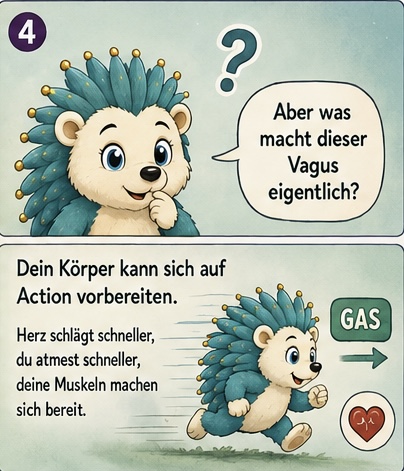 4 aber was macht dieser Vagus eigentlich?
Der Körper kann sich auf Action vorbereiten. Herz schlägt schneller. Du atmest schneller, deine Muskeln machen sich bereit, Gas.