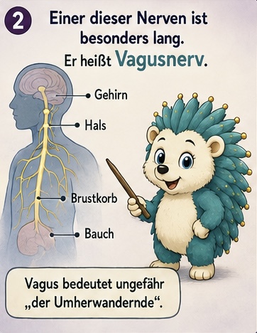 2 einer dieser Nerven ist besonders lang. Er heißt Vagusnerv.
Gehirn, Hals, Brustkorb, Bauch;
Vagus bedeutet ungefähr: „ Der Umherwandernde“.