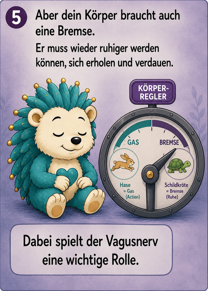 5 aber dein Körper braucht noch eine Bremse.
Er muss wieder ruhiger werden, können, sich erholen und verdauen.
Körperregler, Gas und Bremse.
Dabei spielt der Vagusnerv eine wichtige Rolle.