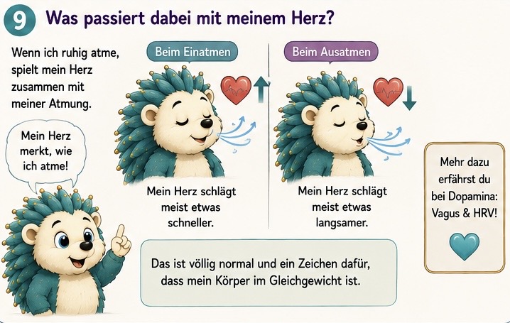 Was passiert dabei mit meinem Herz?
Wenn ich ruhig atme, spielt mein Herz zusammen mit meiner Atmung. Mein Herz merkt, wie ich atme. Beim einatmen: Mein Herz schlägt meist etwas schneller. Beim ausatmen: mein Herz schlägt meist etwas langsamer.
Das ist völlig normal und ein Zeichen dafür, dass mein Körper im Gleichgewicht ist.
Mehr dazu erfährst du bei Dopamina, Vagus und HRV!